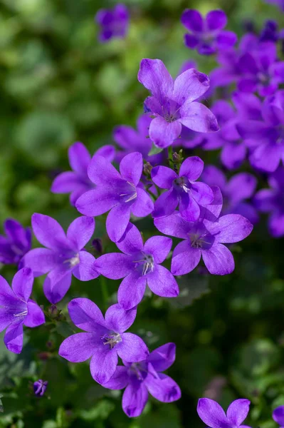 カンパヌラ ポルテンシュラガヤナ ベルフラワーの花 深い紫色のダルマチア ベルフラワーの花 美しいロックプラント — ストック写真