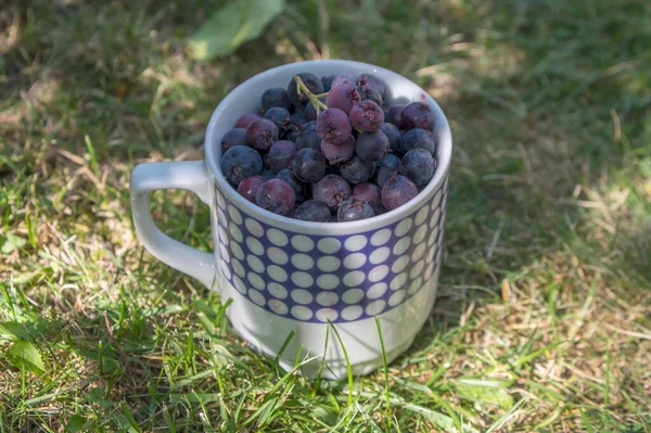 Amelanchier Dozrává Ovoce Serviceberries Retro Keramické Hrnky Sklizené Chutné Stíny — Stock fotografie