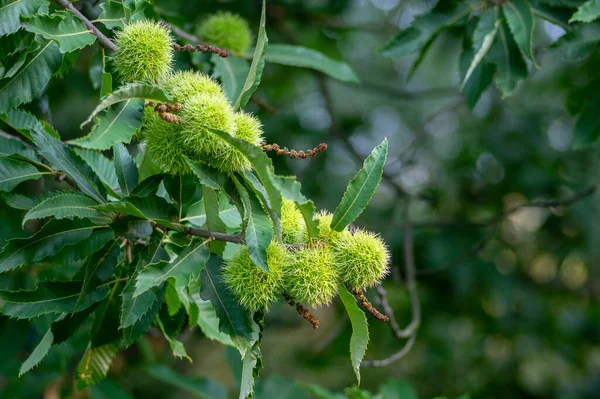 Castanea Sativa Ripening Fruits Spiny Cupules Edible Hidden Seed Nuts — Stock Photo, Image