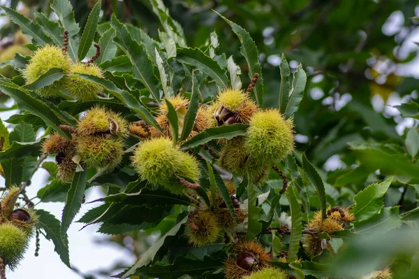 Castanea sativa olgunlaşan meyveler dikenli kübikler, ağaç dallarında sallanan yenilebilir gizli tohumlar, yeşil yapraklar, kabuklarda kahverengi lezzetli fındıklar.
