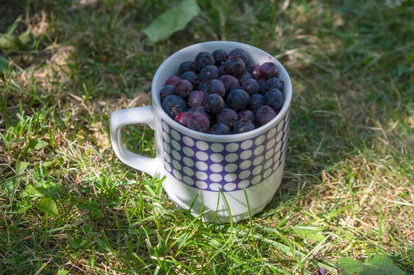 Amelanchier Dozrává Ovoce Serviceberries Retro Keramické Hrnky Sklizené Chutné Stíny — Stock fotografie