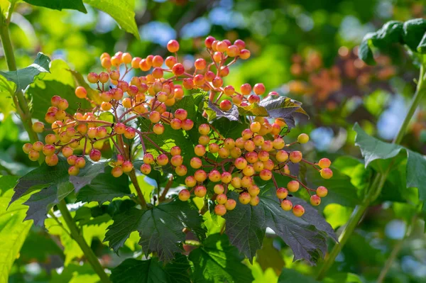 Viburnum Opulus Üzümleri Güzel Olgunlaşan Meyvelerle Süslenmiş Park Ağacı Yaz — Stok fotoğraf