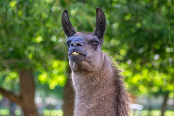 Zabawny Portret Lama Glama Ciemnobrązowe Owłosione Zwierzę Śmieszny Wyraz Twarzy — Zdjęcie stockowe