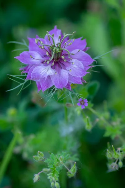Нігела Дамасена Ранньолітня Квітуча Рослина Різними Відтінками Фіолетових Фіолетових Квітів — стокове фото