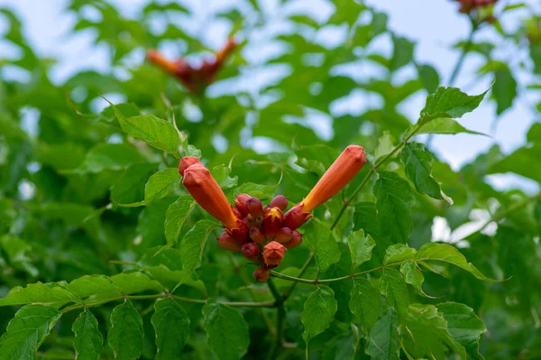 Campsis Radicans Pomarańczowy Czerwony Kwiat Roślin Grupa Kwiatów Trąbki Rozkwicie — Zdjęcie stockowe