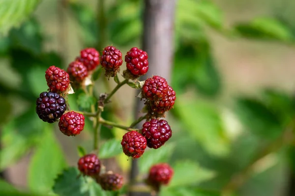 Rubus Fruticosus Grandes Sabrosas Moras Jardín Frutos Negros Maduros Bayas — Foto de Stock