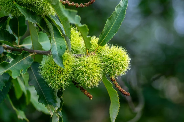 Castanea Sativa Rijpende Vruchten Stekelige Kelders Eetbare Verborgen Noten Hangend — Stockfoto