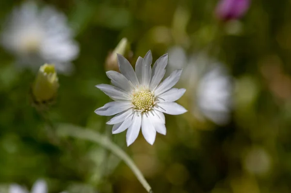 Xeranthemum Annuum Flores Immortelle Branco Flor Grupo Plantas Com Flores — Fotografia de Stock