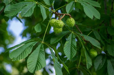 Aesculus hipokastanyumun yapraklı dalları ve at kestanesi denilen olgunlaşmış dikenli meyveler.