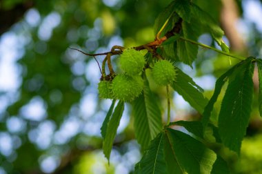 Aesculus hipokastanyumun yapraklı dalları ve at kestanesi denilen olgunlaşmış dikenli meyveler.