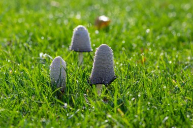 Coprinus komatı mürekkep kepli beyaz mantar parktaki çimlerde yetişiyor, sonbahar mevsimi, çayırda sabahın erken saatlerinde
