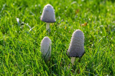 Coprinus comatus shaggy ink cap white gray mushroom growing in the lawn in the park, autumnal season, early morning on the meadow clipart