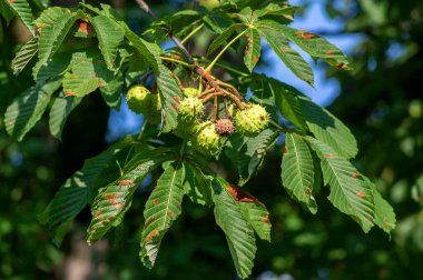 Aesculus hipokastanyumun yapraklı dalları ve at kestanesi denilen olgunlaşmış dikenli meyveler.
