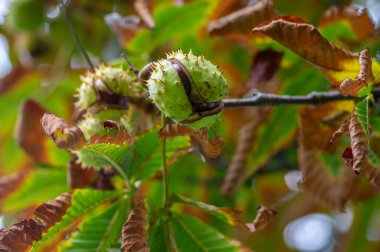 Aesculus hipokastanyumun yapraklı dalları ve at kestanesi denilen olgunlaşmış dikenli meyveler.