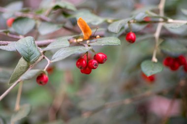 Cotoneaster tamgerrimus kırmızı sonbahar meyveleri ve dallarda yeşil yapraklar, parktaki süs çalı