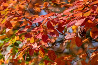amelanchier lamarckii shadbush autumnal shrub branches full of beautiful bright red orange yellow leaves in sunlight clipart