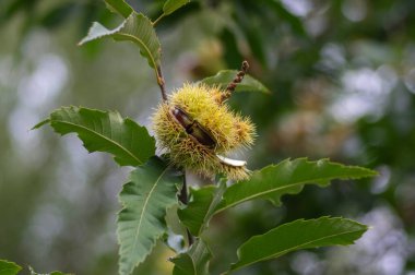 Castanea sativa olgunlaşan meyveler dikenli küpularda, yenilebilir gizli tohumlar ağaç dallarında asılı, yeşil yapraklar, kahverengi fındıklar
