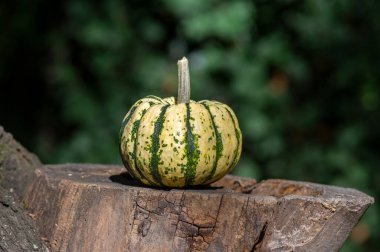 Balkabağı tatlısı, güzel yeşil krema kabağı bahçedeki tahta kütüğün üzerinde, sonbahar hasat zamanı