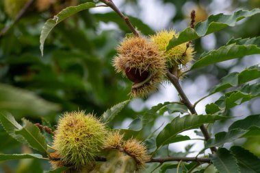 Castanea sativa olgunlaşan meyveler dikenli küpularda, yenilebilir gizli tohumlar ağaç dallarında asılı, yeşil yapraklar, kahverengi fındıklar