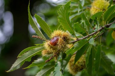 Castanea sativa olgunlaşan meyveler dikenli kübikler, ağaç dallarında sallanan yenilebilir gizli tohumlar, yeşil yapraklar, kabuklarda kahverengi lezzetli fındıklar.