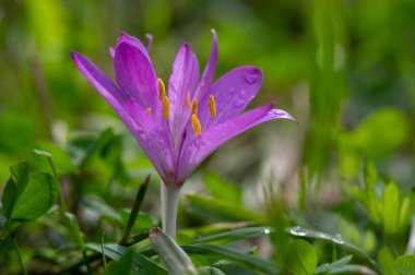 Crocus Specosus sonbahar mavisi mor turuncu merkezli çiçek açan bitki, Biebersteins çiçek açan çiçek.