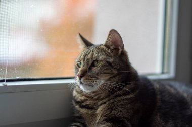 Kedi pencere pervazında uzanıyor, evcil kaplan mermer kaplı hayvan dışarı bakıyor, dinleniyor.