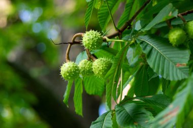 Aesculus hipokastanyumun yapraklı dalları ve at kestanesi denilen olgunlaşmış dikenli meyveler.