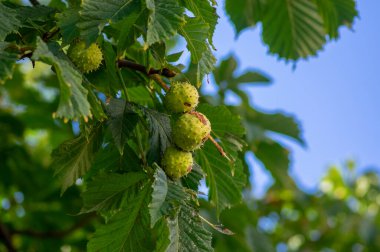 Aesculus hipokastanyumun yapraklı dalları ve at kestanesi denilen olgunlaşmış dikenli meyveler.