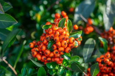 Pyracantha coccinea kırmızısı alevli dikenli çalı süsleme, turuncu meyve grubu sonbahar çalılarında asılı.
