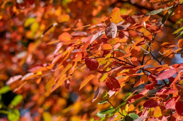 Amelanchier Lamarckii Shadbush Ramos Arbusto Outonal Cheio Belas Folhas Amarelas — Fotografia de Stock