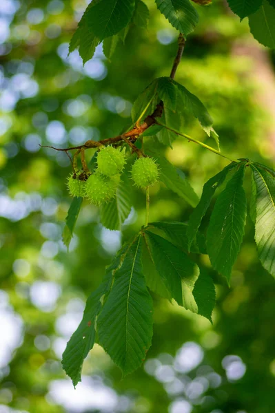 Branches Aesculus Hippocastanum Avec Des Feuilles Des Fruits Épineux Mûrs — Photo