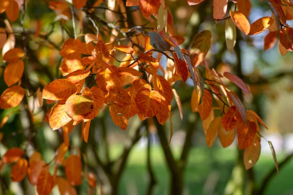Amelanchier Lamarckii Shadbush Φθινοπωρινούς Θάμνους Κλαδιά Γεμάτα Από Όμορφα Έντονα — Φωτογραφία Αρχείου