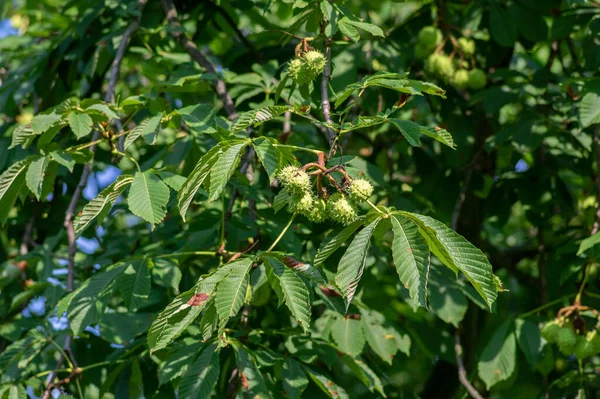 Takken Van Aesculus Hippocastanum Met Bladeren Rijpende Stekelige Vruchten Genoemd — Stockfoto