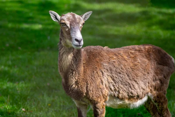 Vilda Musflon Får Hona Porträtt Bete Betesmark Dagsljus Grön Äng — Stockfoto