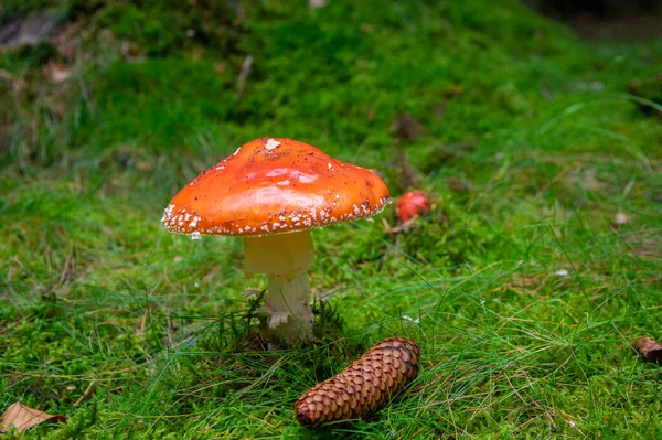 Amanita Muscaria Fly Agaric Poisonous Mushroom Growing Forest Beautiful Fungus — Stock Photo, Image