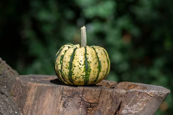 Balkabağı tatlısı, güzel yeşil krema kabağı bahçedeki tahta kütüğün üzerinde, sonbahar hasat zamanı
