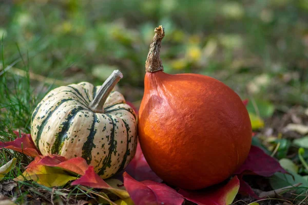 Pumpkins sweet dumpling and hokaido, beautiful squashes on bright red colorful autumnal leaves on the grass in the garden, fall harvest time