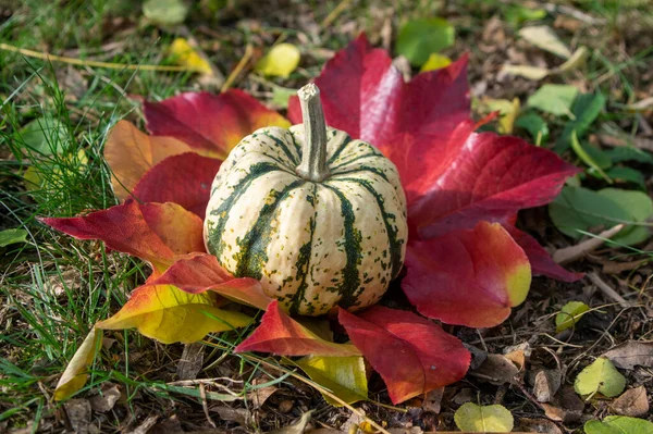 Pumpkin sweet dumpling, beautiful green white cream squash on bright red colorful autumnal leaves on the grass in the garden, fall harvest time