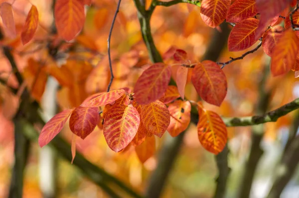 Amelanchier Lamarckii Schaduwrijke Herfststruik Takken Vol Prachtige Helder Rood Oranje — Stockfoto