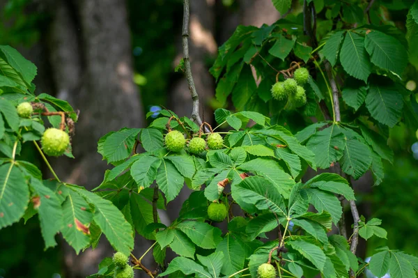 Ramos Aesculus Hippocastanum Com Folhas Frutos Espinhosos Maduros Chamados Castanhas — Fotografia de Stock