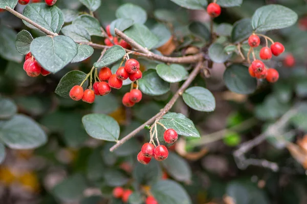 Cotoneaster Integerrimus Frutos Rojos Otoño Hojas Verdes Las Ramas Arbusto — Foto de Stock