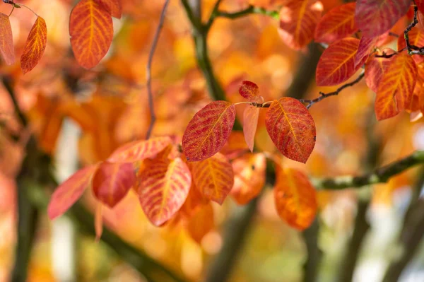 Amelanchier Lamarckii Shadbush Ramos Arbusto Outonal Cheio Belas Folhas Amarelas — Fotografia de Stock