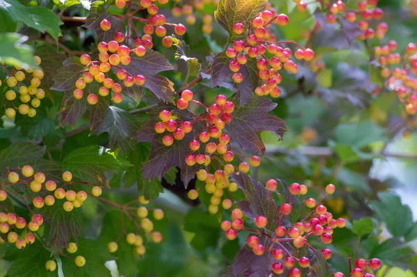 Viburnum Opulus Bobule Okrasný Park Strom Krásným Zrajícím Ovocem Listnatý — Stock fotografie