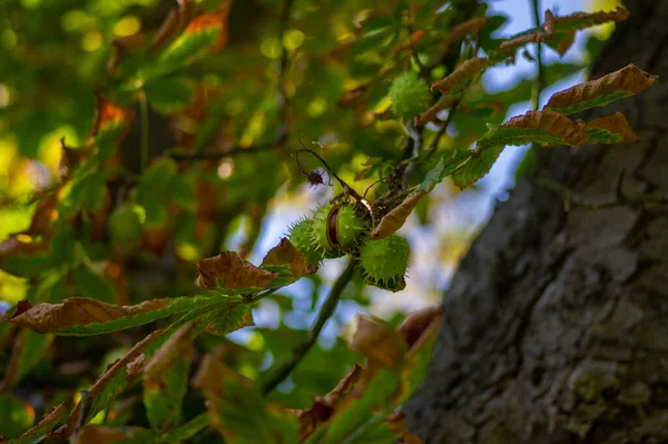 Ramas Aesculus Hippocastanum Con Hojas Frutos Espinosos Maduros Llamados Castañas — Foto de Stock