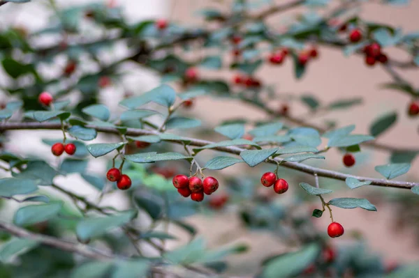 Cotoneaster Integerrimus Red Autumn Fruits Green Leaves Branches Ornamental Shrub — Stock Photo, Image