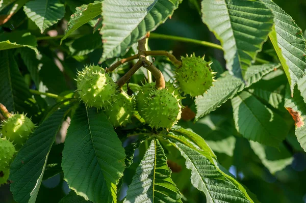 Takken Van Aesculus Hippocastanum Met Bladeren Rijpende Stekelige Vruchten Genoemd — Stockfoto