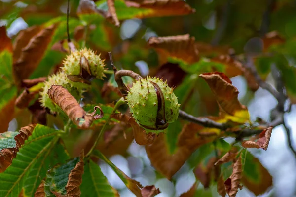 Ramos Aesculus Hippocastanum Com Folhas Frutos Espinhosos Maduros Chamados Castanhas — Fotografia de Stock