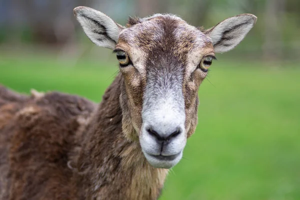Dzikie Owce Muflon Jedna Kobieta Portret Wypasu Pastwisku Dzień Zielona — Zdjęcie stockowe