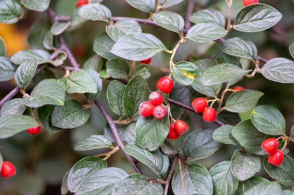 Cotoneaster Integerrimus Červené Podzimní Ovoce Zelené Listy Větvích Okrasné Keře — Stock fotografie