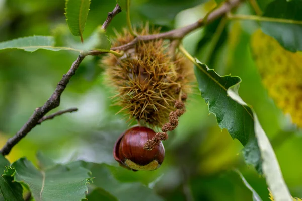 Castanea Sativa Amadurecendo Frutas Cupulas Espinhosas Nozes Sementes Escondidas Comestíveis — Fotografia de Stock